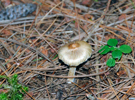 Inocybe cookei.